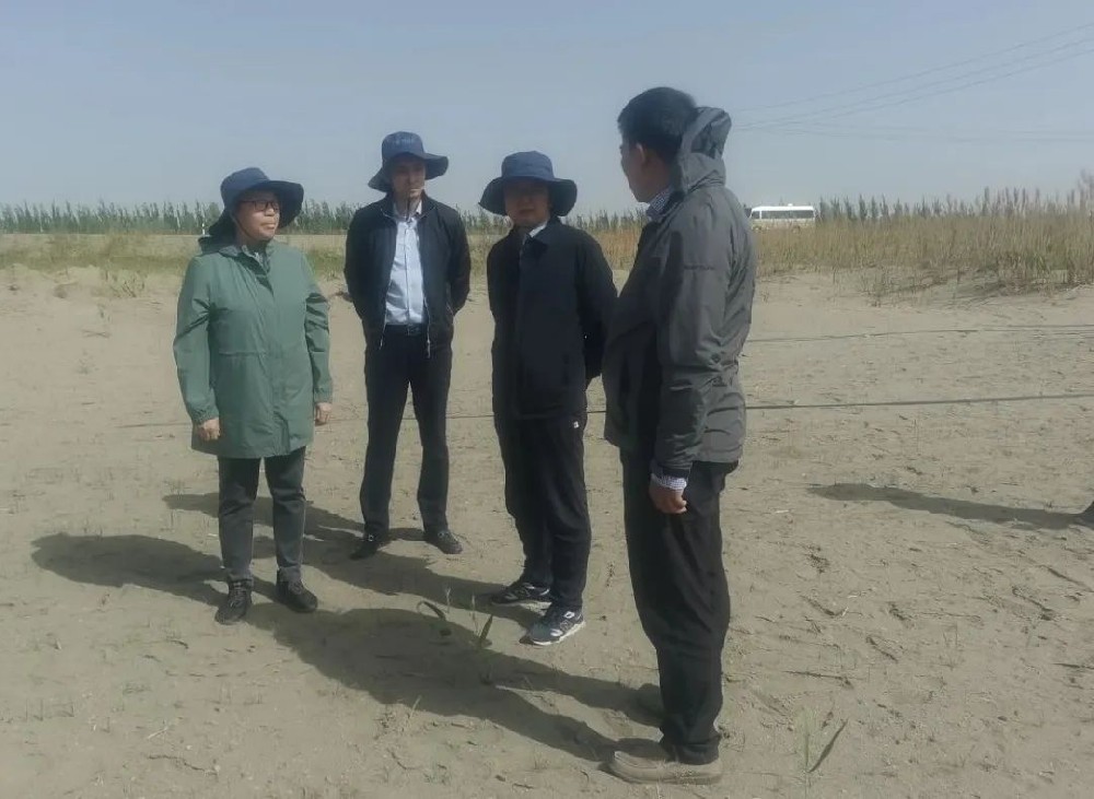 中国科学院曹晨风院士五一期间，不辞劳累，亲临领导“田菁”在戈壁盐碱地种植