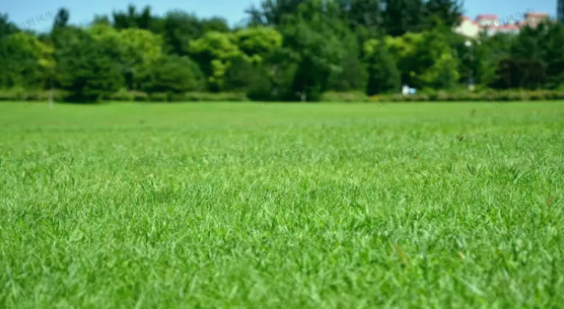 草坪选种纠结症？这款「绅士」黑麦草，让养护变轻松！
