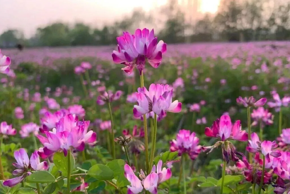 一粒绿肥种子，唤醒一片沃土